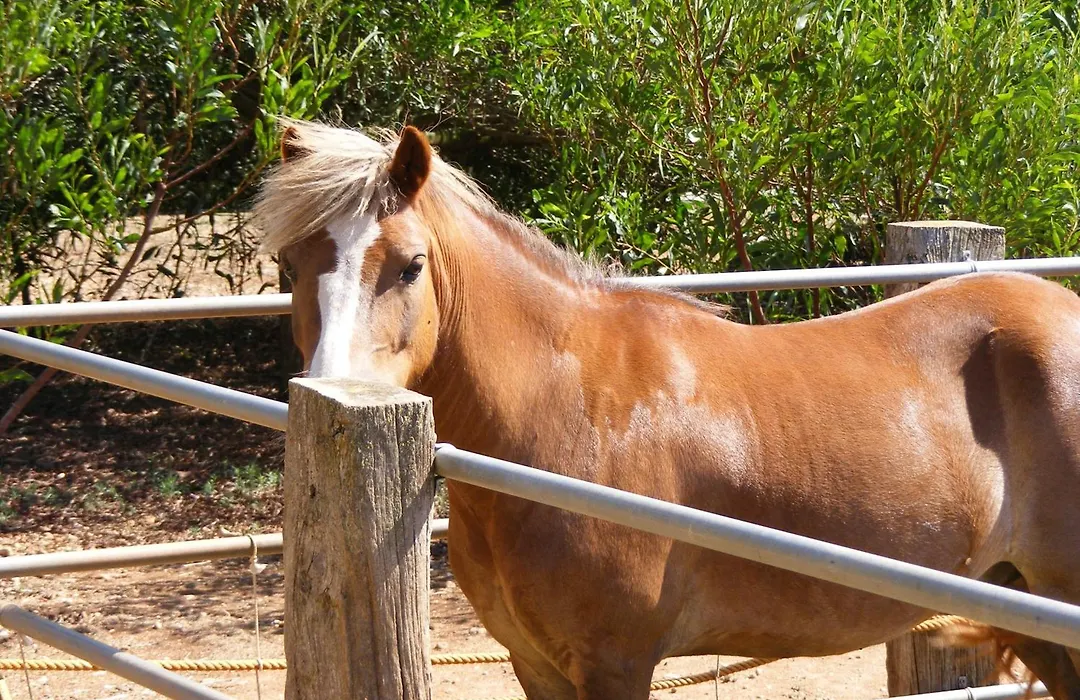 Agroturismo Finca Sant Blai-1
