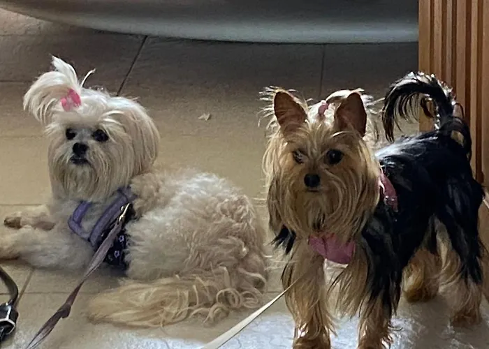 Hotel que aceita animais de estimação: Flats Vila Vitoria Residencial
