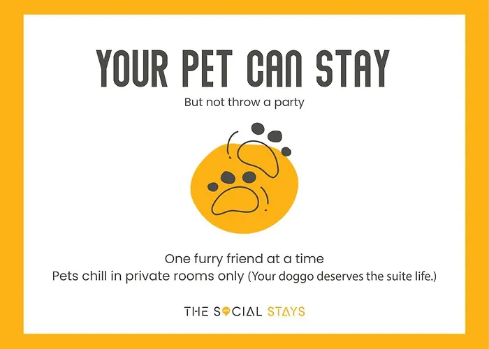 Pets Allowed Hotel Social Stays Jaipur