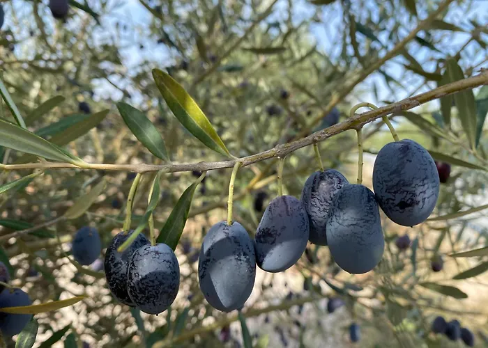 Vakantieverhuur: Nikiti Dream Villas