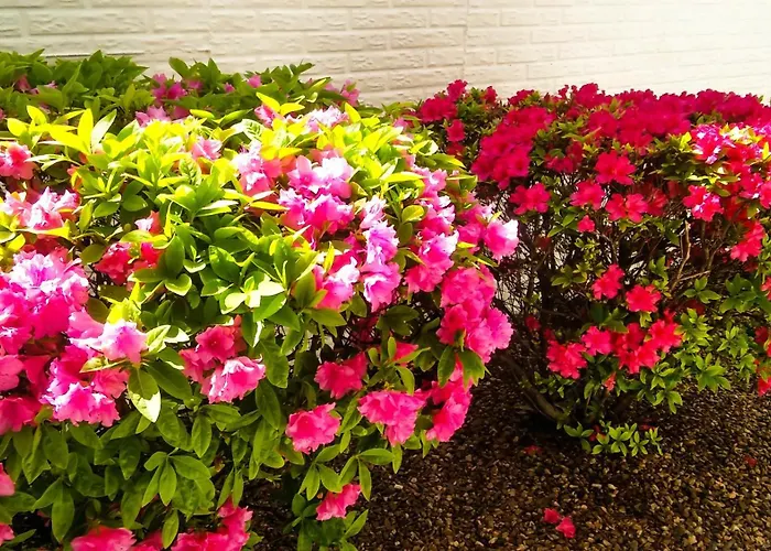 Pet Friendly hotel: Branson King Resort & Suites